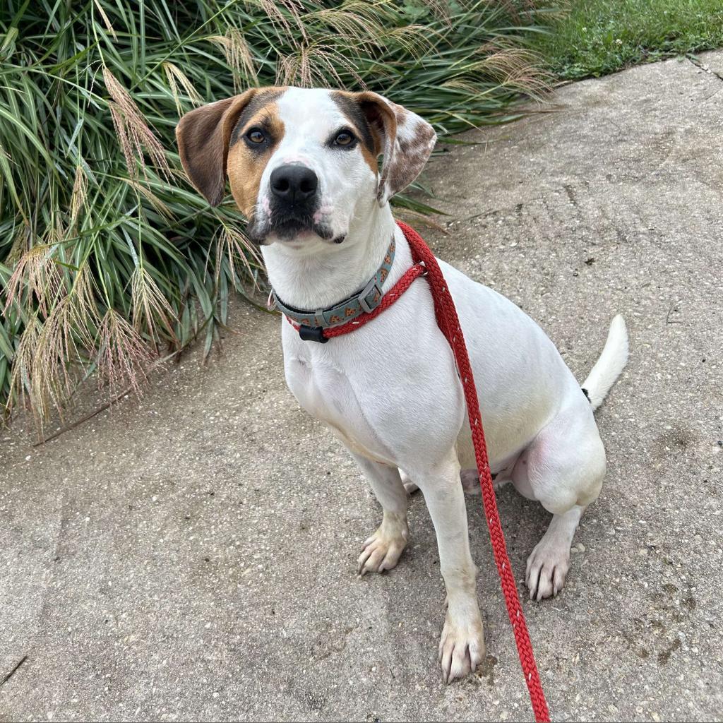 Taco, a Adoptable mixed breed in Jarrettsville, MD image 6/6