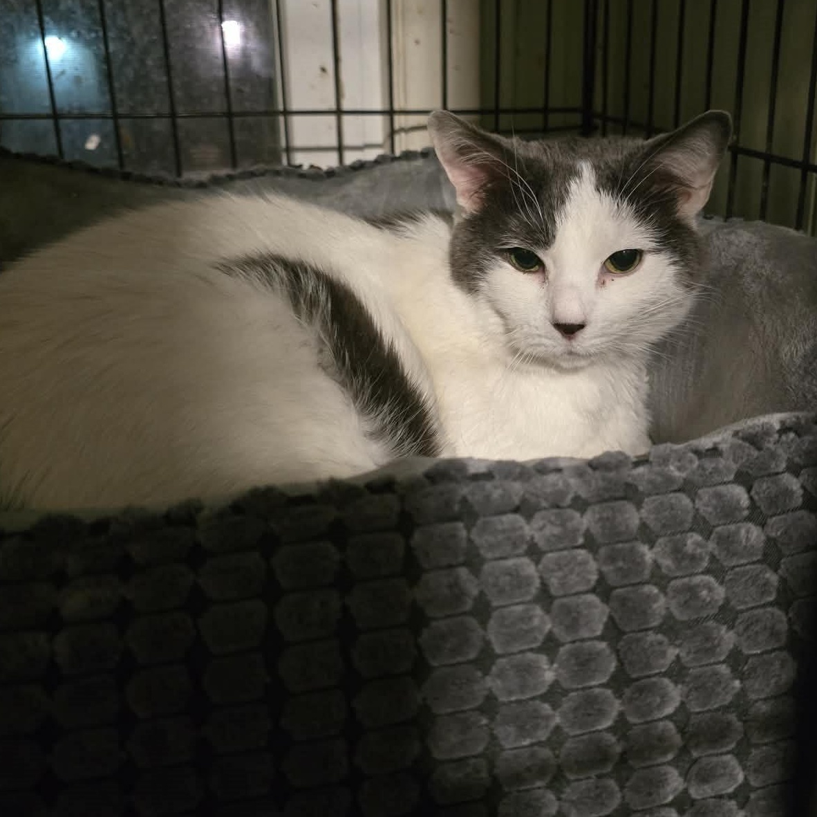 Enlarge Cora (16 yrs old!!), a ADOPTABLE Domestic Short Hair in Huntington, NY image 2/2