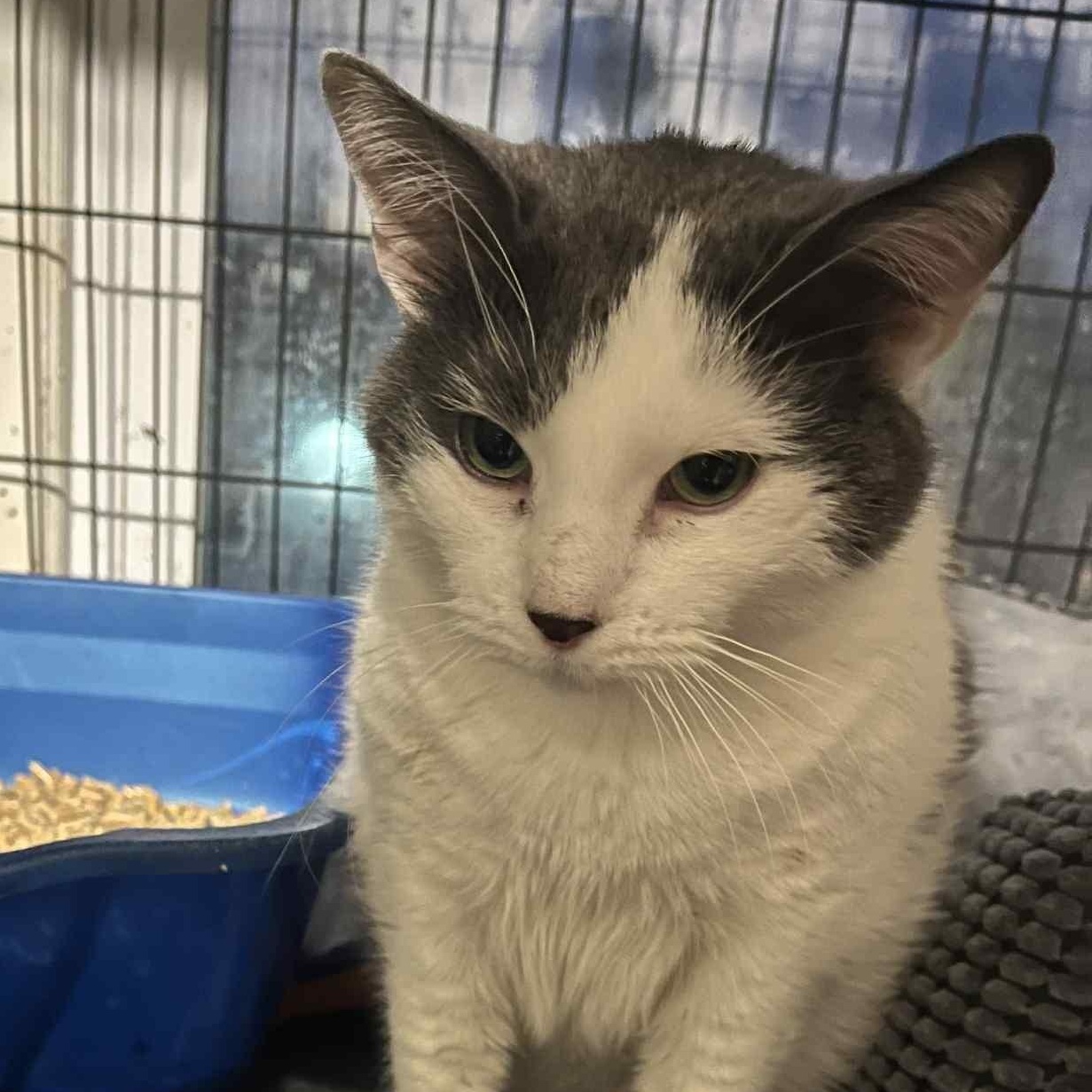 Cora (16 yrs old!!), ADOPTABLE, Senior Female Domestic Short Hair.