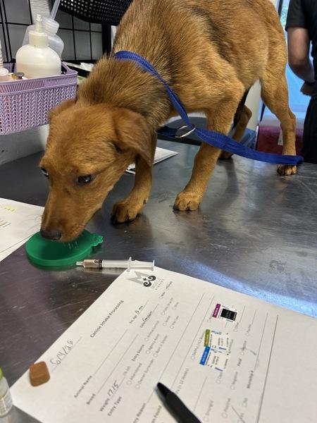 Enlarge Lenore, a Adoptable mixed breed in Mobile, AL image 1/1