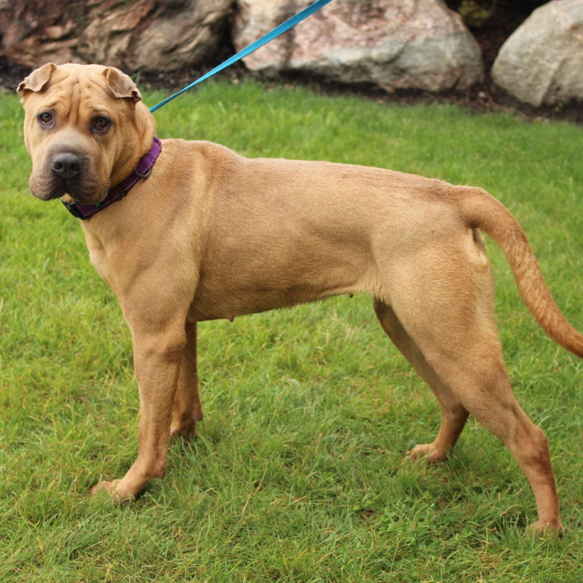 Enlarge Hazel, a Adoptable Shar-Pei in Eaton, OH image 5/6