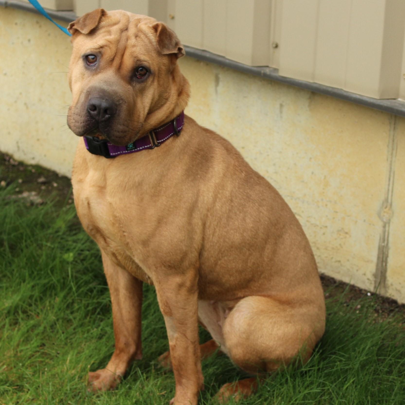 Enlarge Hazel, a Adoptable Shar-Pei in Eaton, OH image 2/6