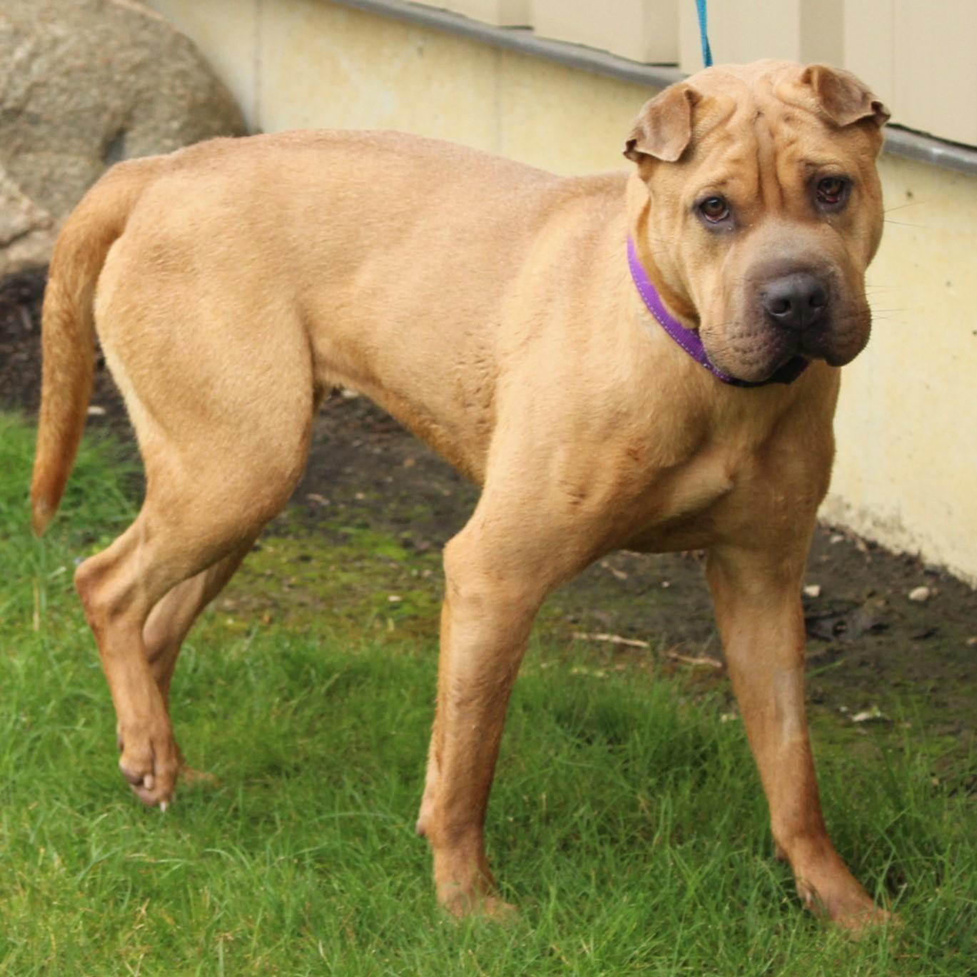 Enlarge Hazel, a Adoptable Shar-Pei in Eaton, OH image 3/6