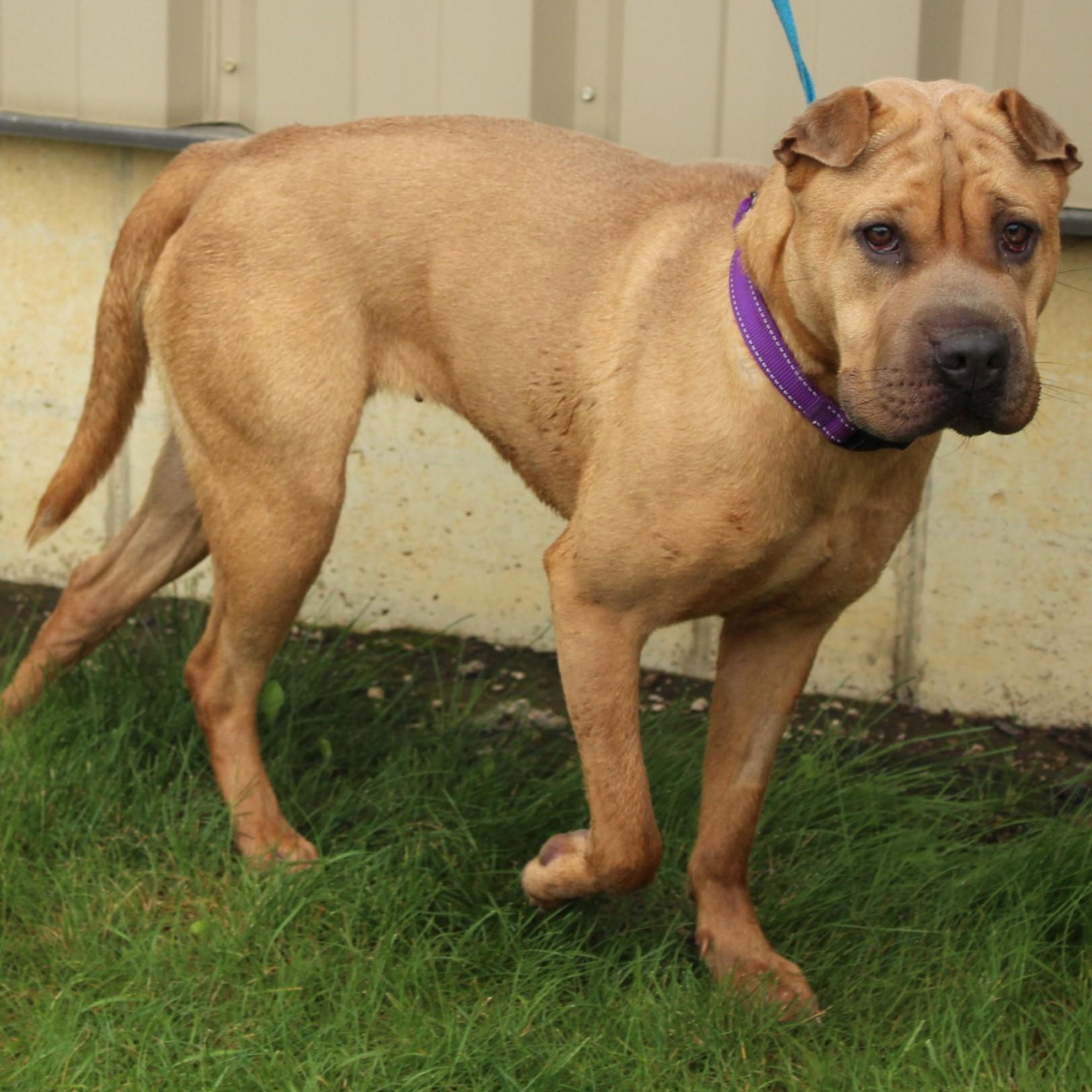 Enlarge Hazel, a Adoptable Shar-Pei in Eaton, OH image 6/6
