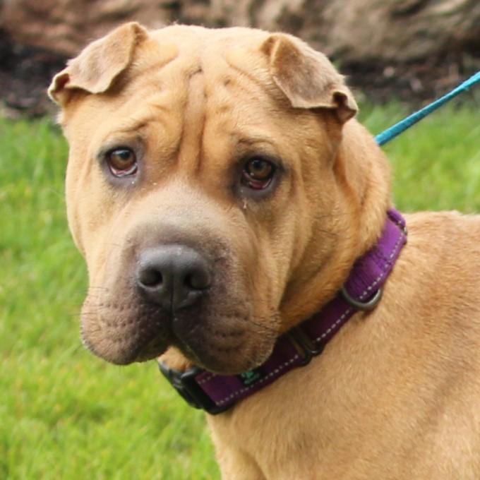 Enlarge Hazel, a Adoptable Shar-Pei in Eaton, OH image 1/6