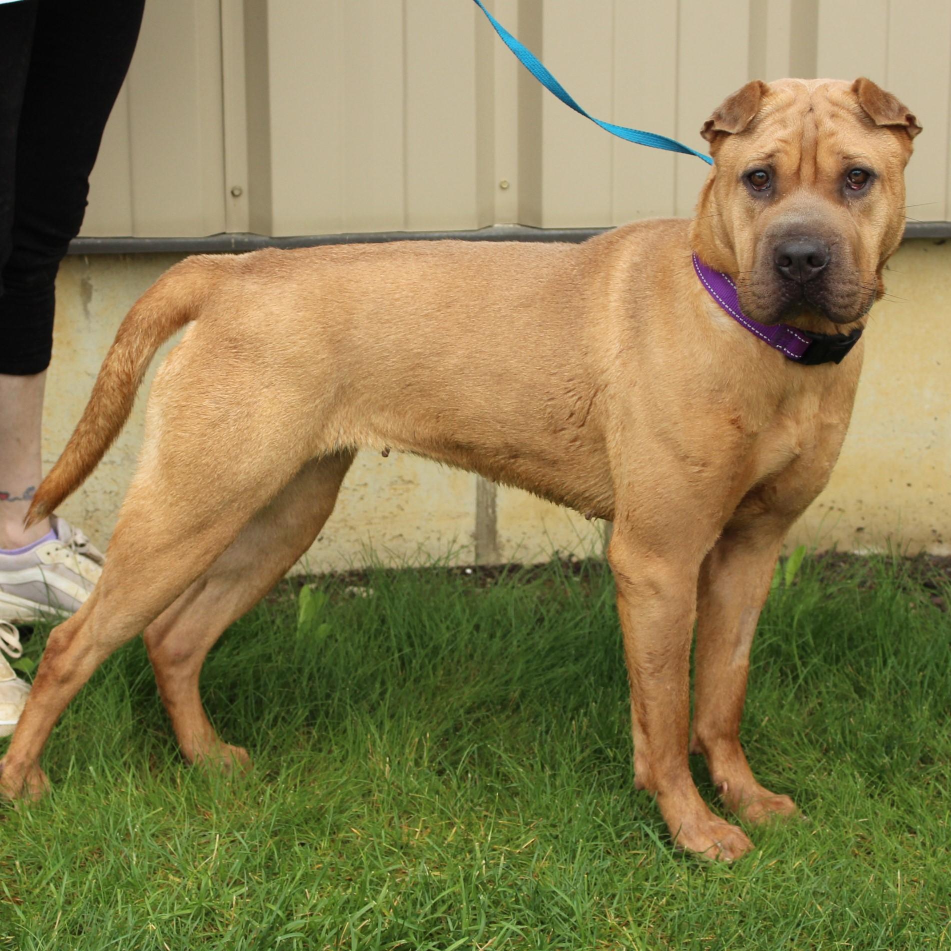 Enlarge Hazel, a Adoptable Shar-Pei in Eaton, OH image 4/6