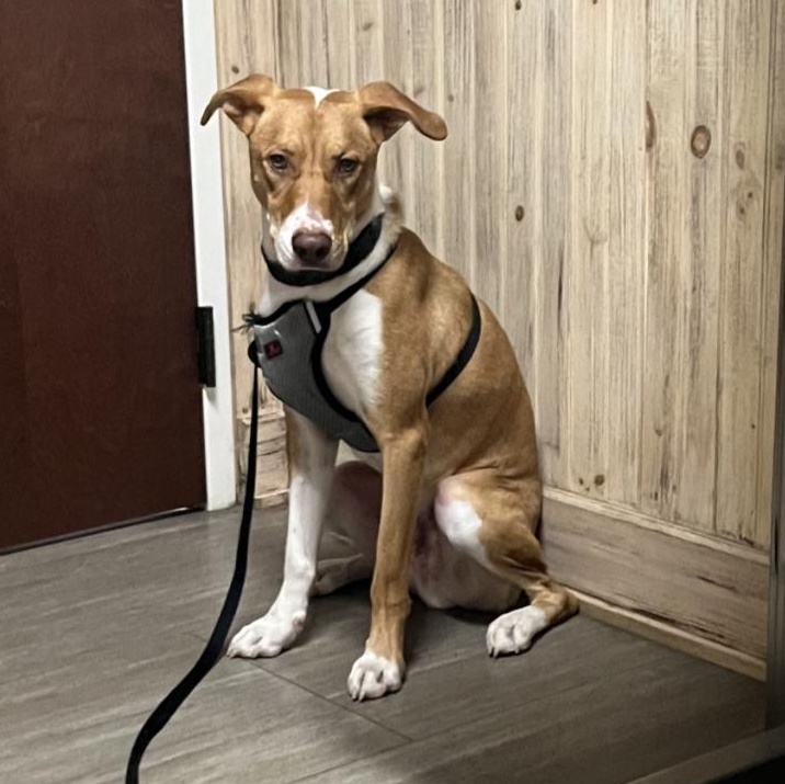 Dog for adoption Chance, a Mixed Breed in Hooksett, NH Petfinder