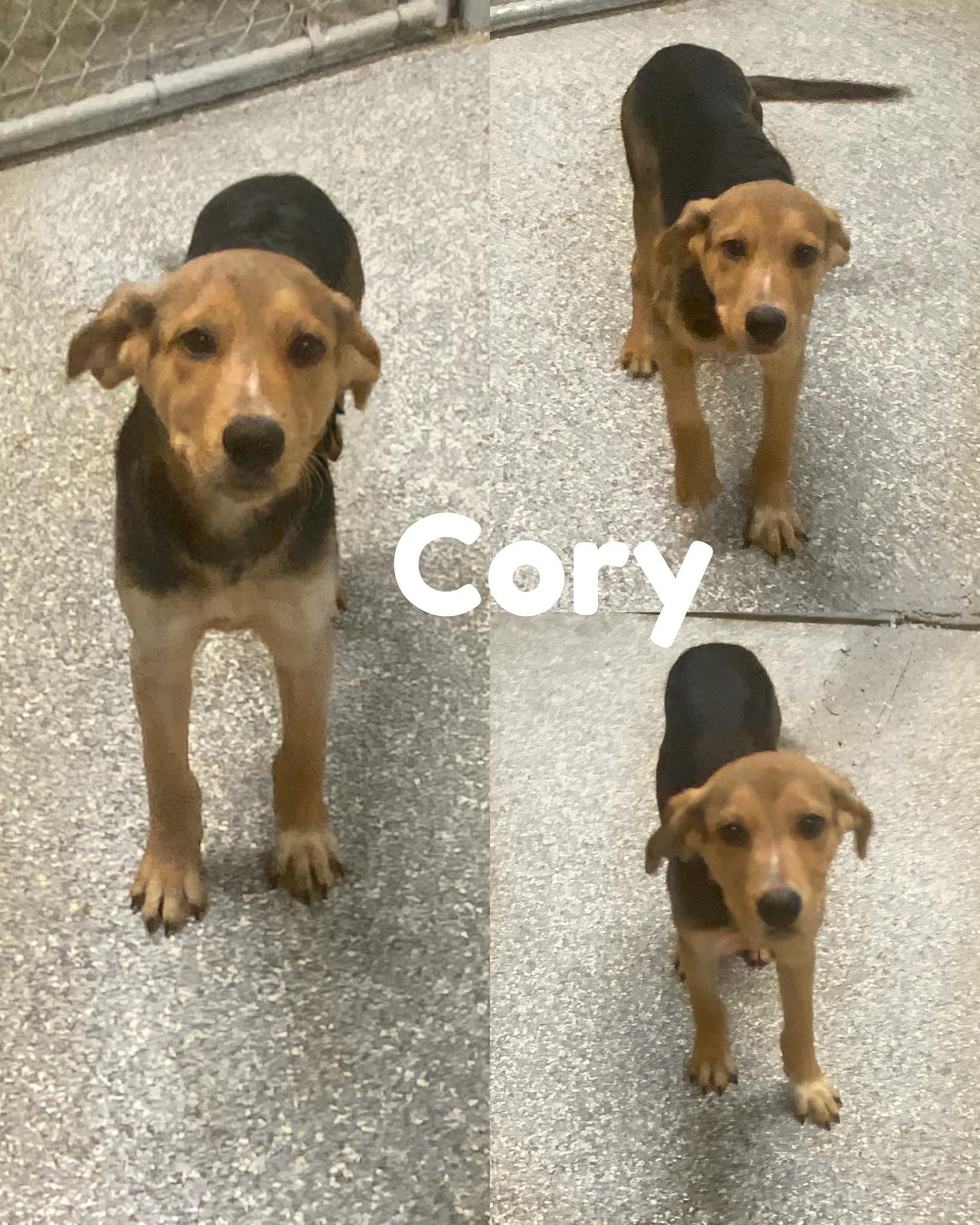 Cory, a Adoptable Shepherd in Saint James, MO image 1/2