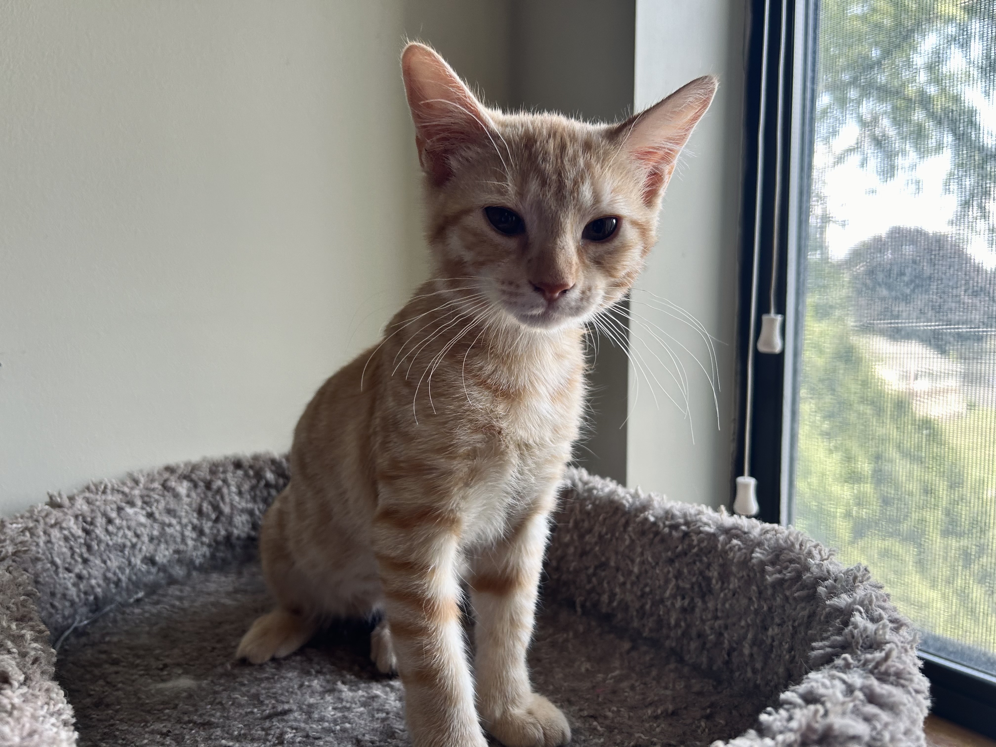 Cat for adoption Alice and Lucas, a Domestic Short Hair in Syracuse