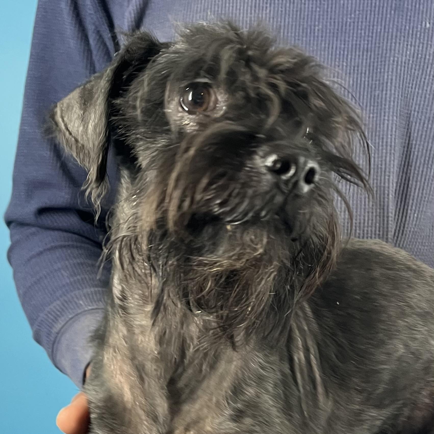 Jerico - Local February 13-15, adoptable, Adult Male Poodle & Maltese.