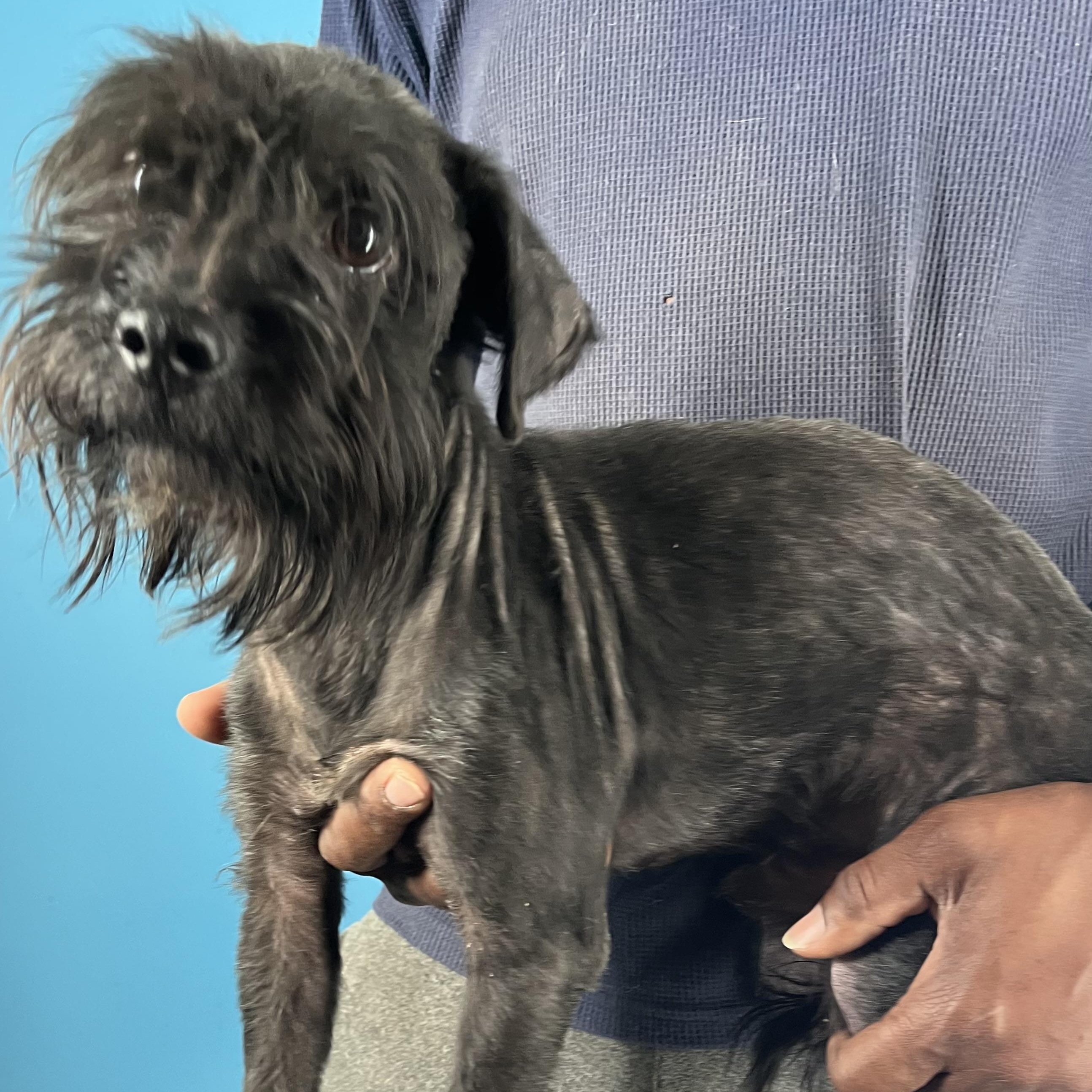 Enlarge Jerico - Local March 13-15, an adopted mixed breed in Happy Valley , OR image 4/6