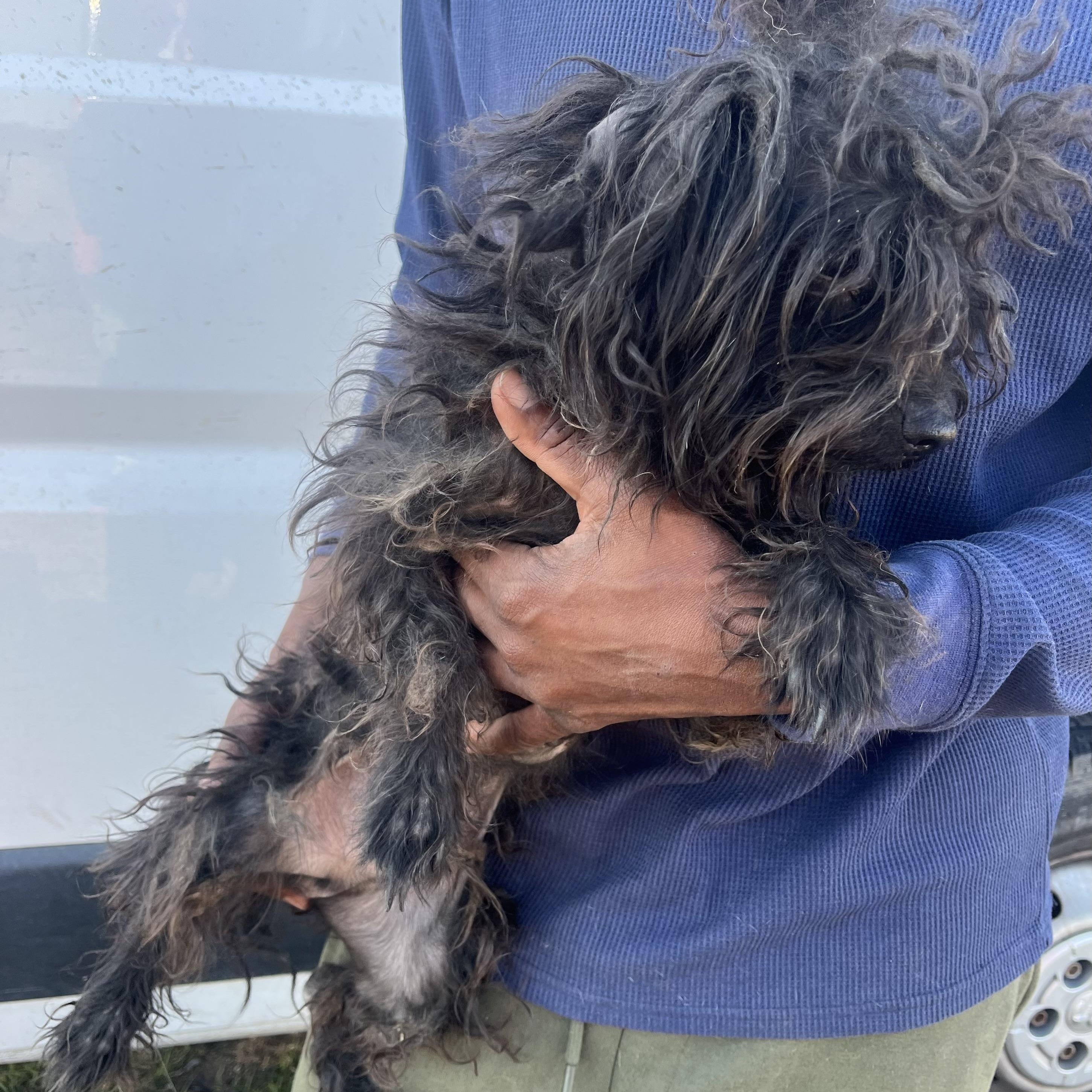 Enlarge Jerico - Local March 13-15, an adopted mixed breed in Happy Valley , OR image 2/6