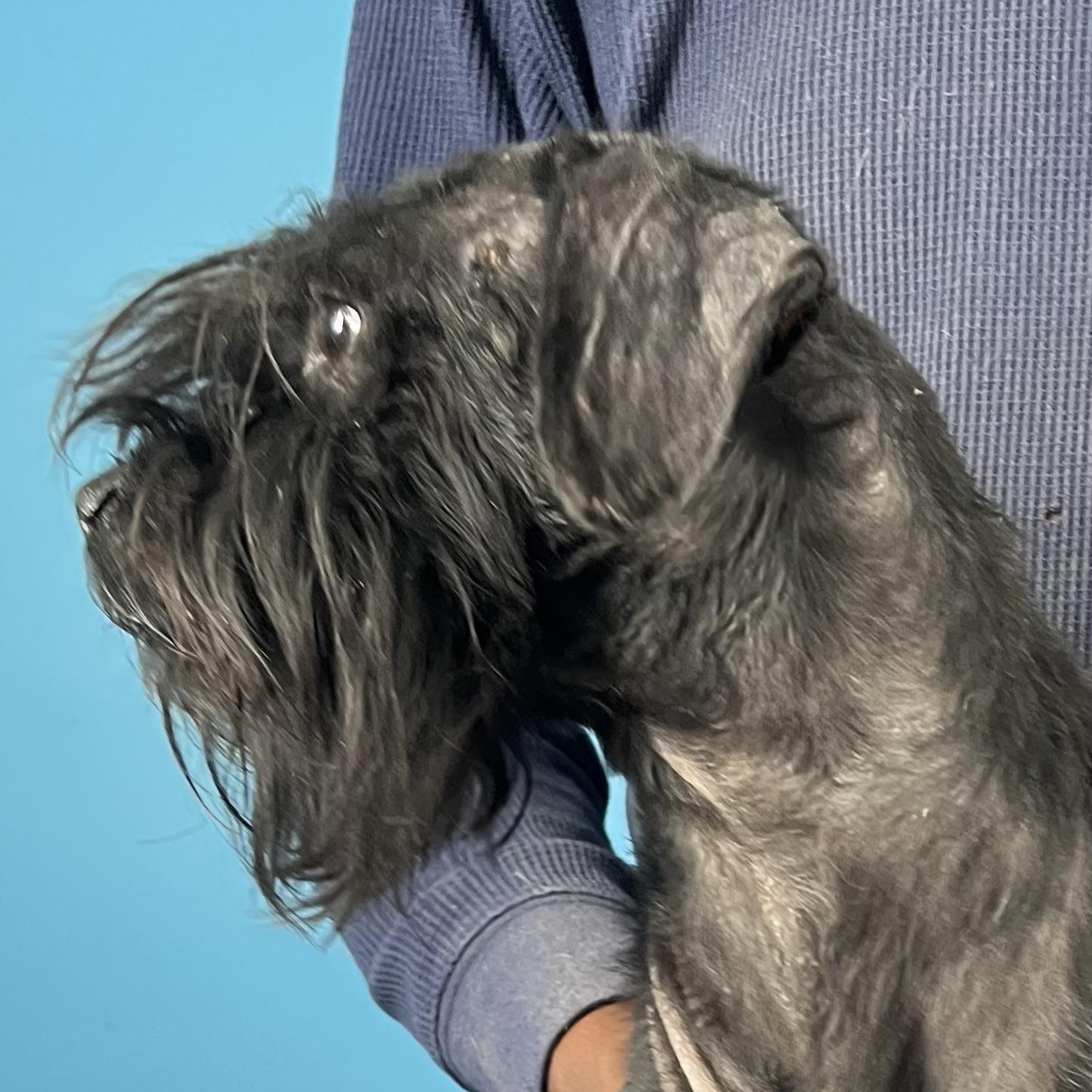 Enlarge Jerico - Local March 13-15, an adopted mixed breed in Happy Valley , OR image 3/6