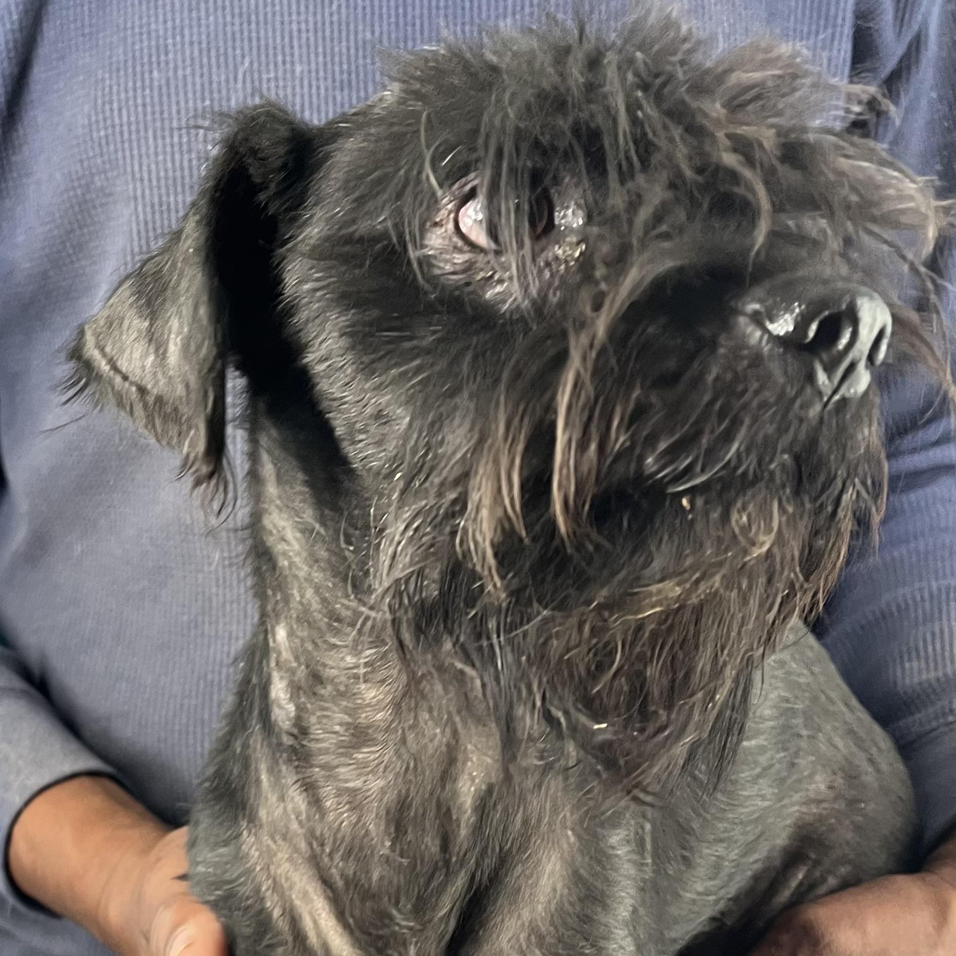 Enlarge Jerico - Local March 13-15, an adopted mixed breed in Happy Valley , OR image 6/6