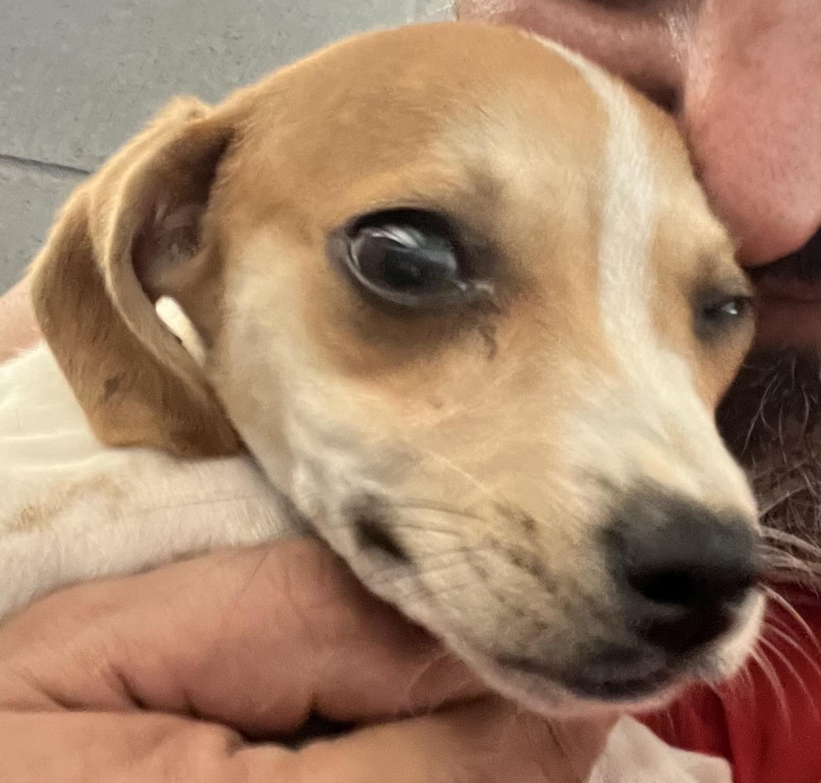 Brian, an adopted Mixed Breed in Coldspring, TX image 4/6