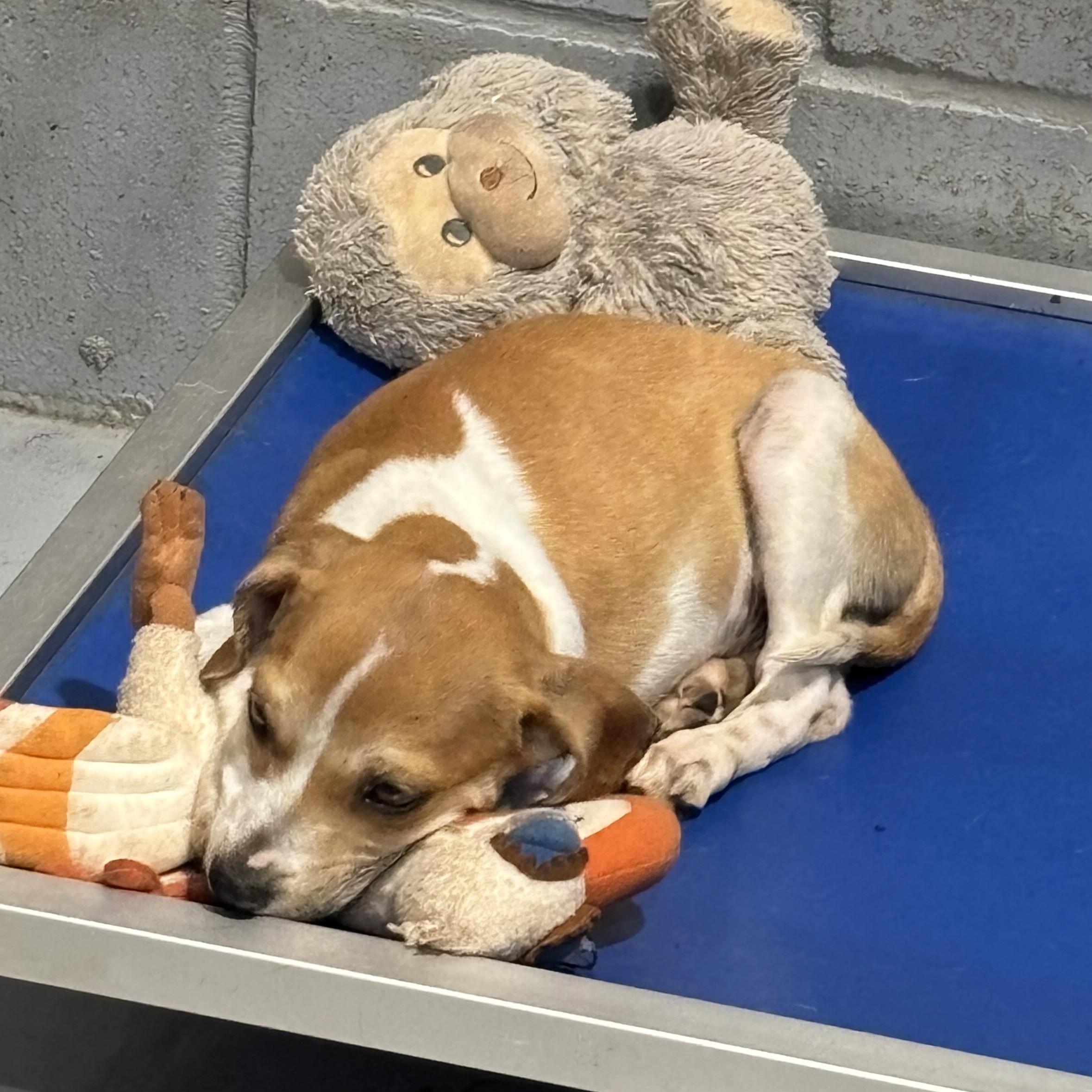 Brian, an adopted Mixed Breed in Coldspring, TX image 1/6