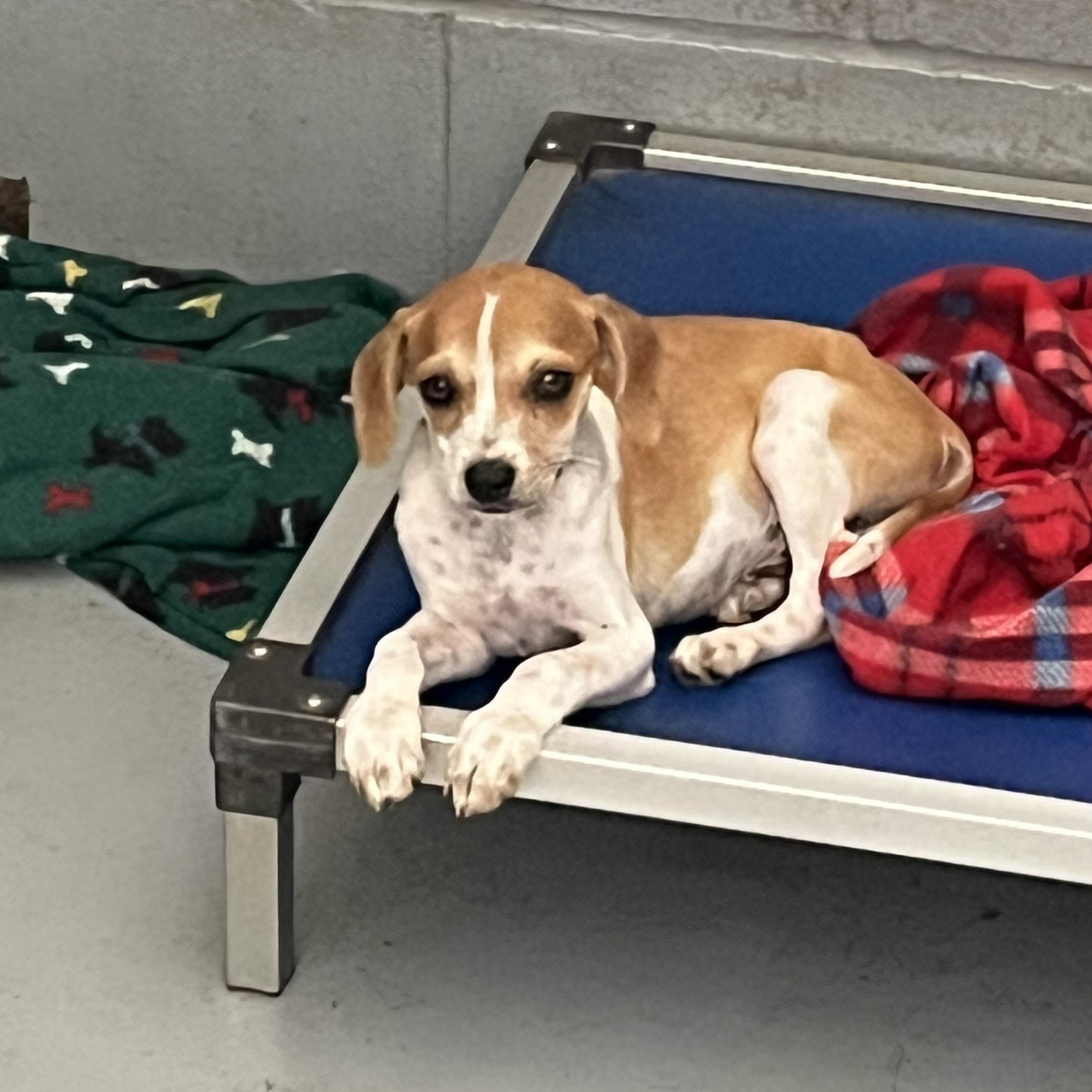 Brian, an adopted Mixed Breed in Coldspring, TX image 3/6