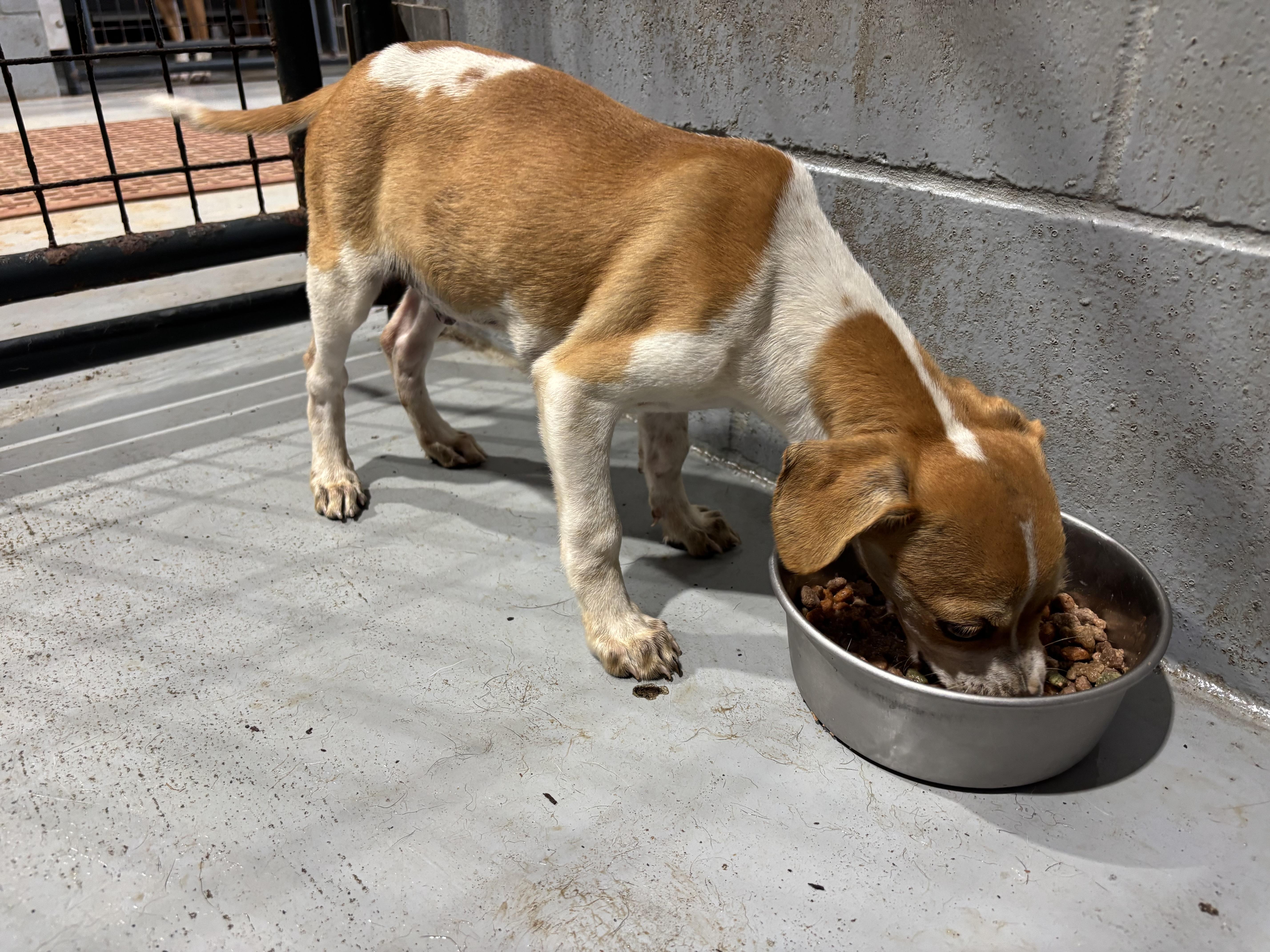 Brian, an adopted Mixed Breed in Coldspring, TX image 2/6