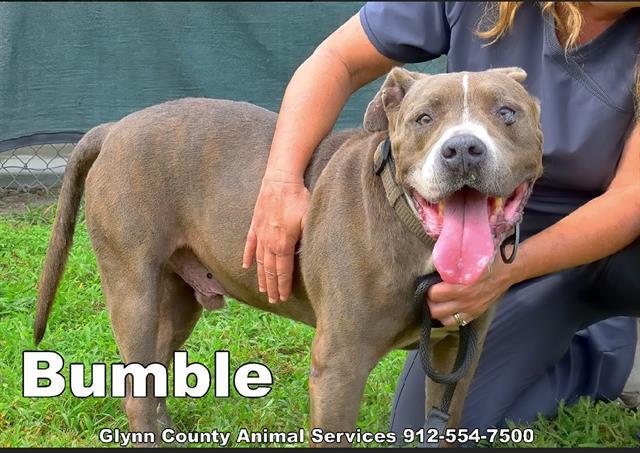BUMBLE, Adoptable, Adult Male Pit Bull Terrier & Mixed Breed.