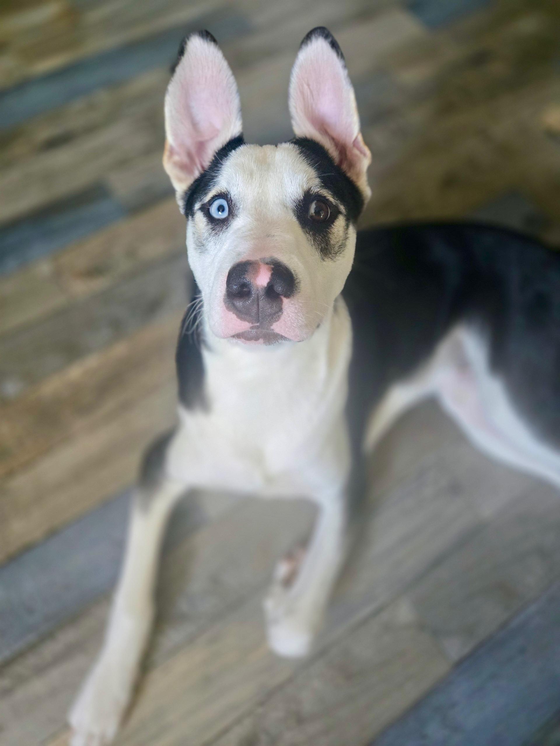 Enlarge Zeke, a Adoptable mixed breed in Sagaponack, NY image 1/6