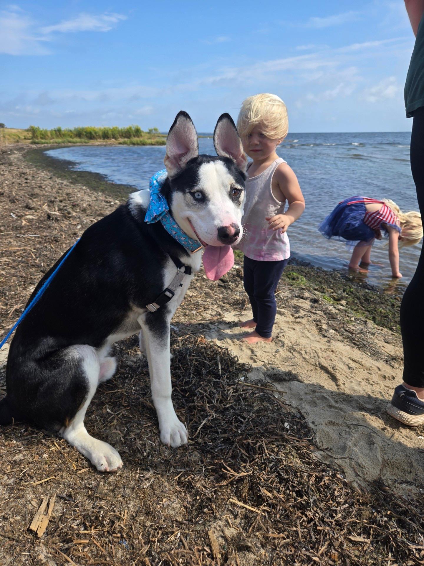Enlarge Zeke, a Adoptable mixed breed in Sagaponack, NY image 3/6