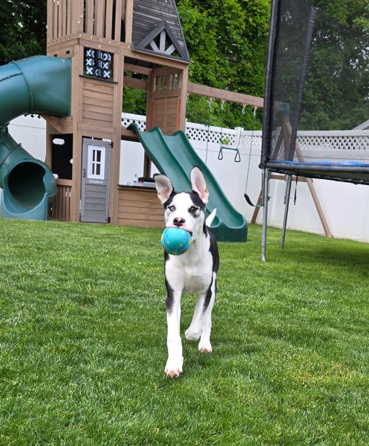 Enlarge Zeke, a Adoptable mixed breed in Sagaponack, NY image 4/6