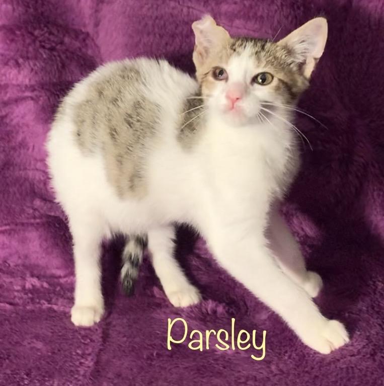 Parsley, a Adoptable American Curl in Dixon, CA image 1/2