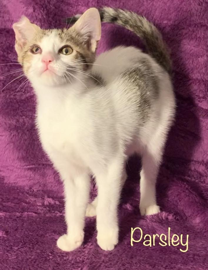 Parsley, a Adoptable American Curl in Dixon, CA image 2/2