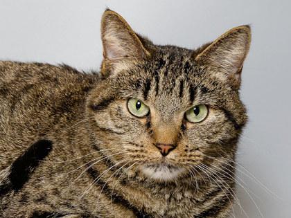 Gina, Adoptable, Adult Female Domestic Short Hair & Domestic Short Hair.
