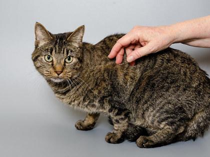 Gina, a Adoptable mixed breed in Longmont, CO image 2/3