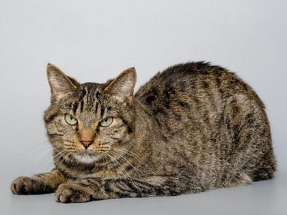 Gina, a Adoptable mixed breed in Longmont, CO image 3/3