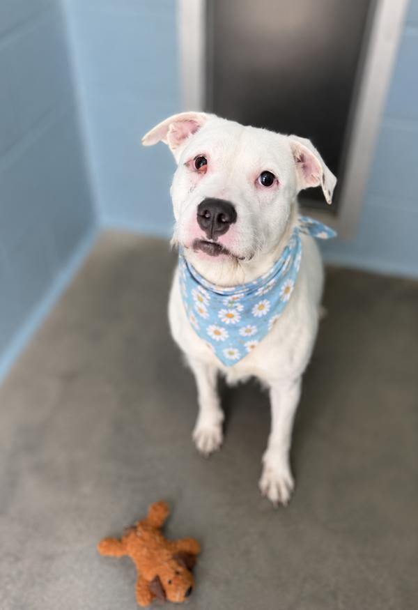 Enlarge Crisco, a Adoptable mixed breed in Lafayette, LA image 1/1