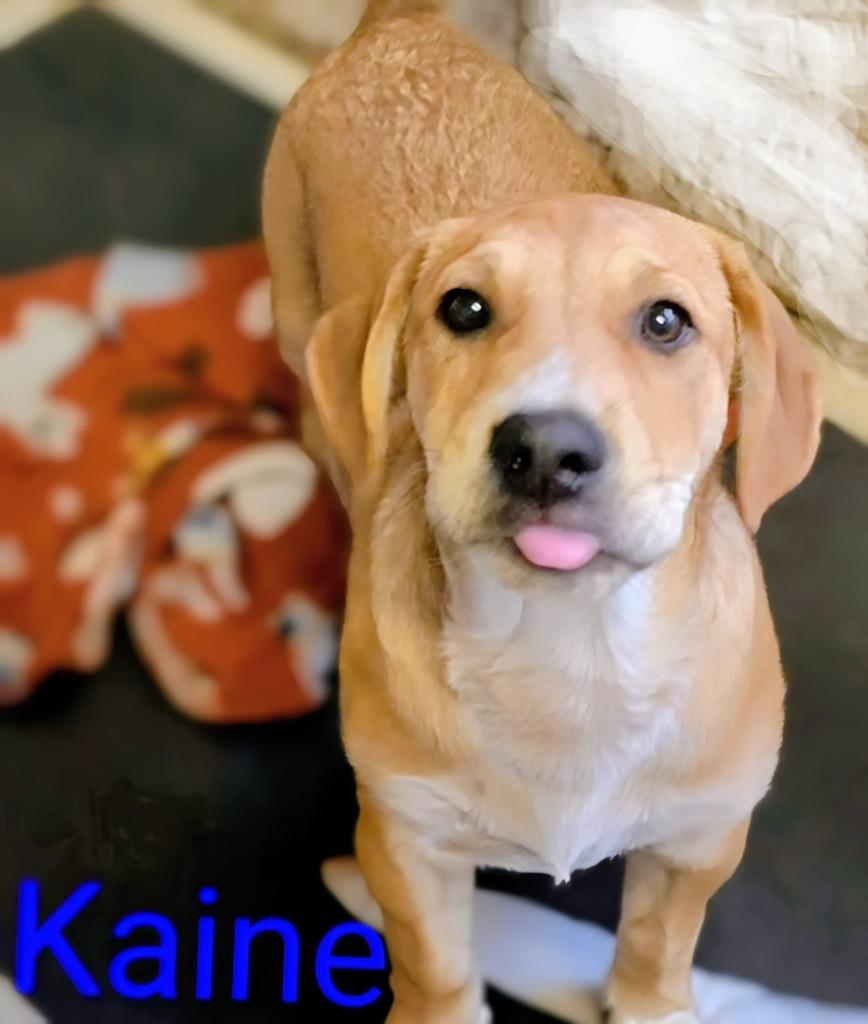 Kaine, Adoptable, Puppy Male Australian Cattle Dog / Blue Heeler.