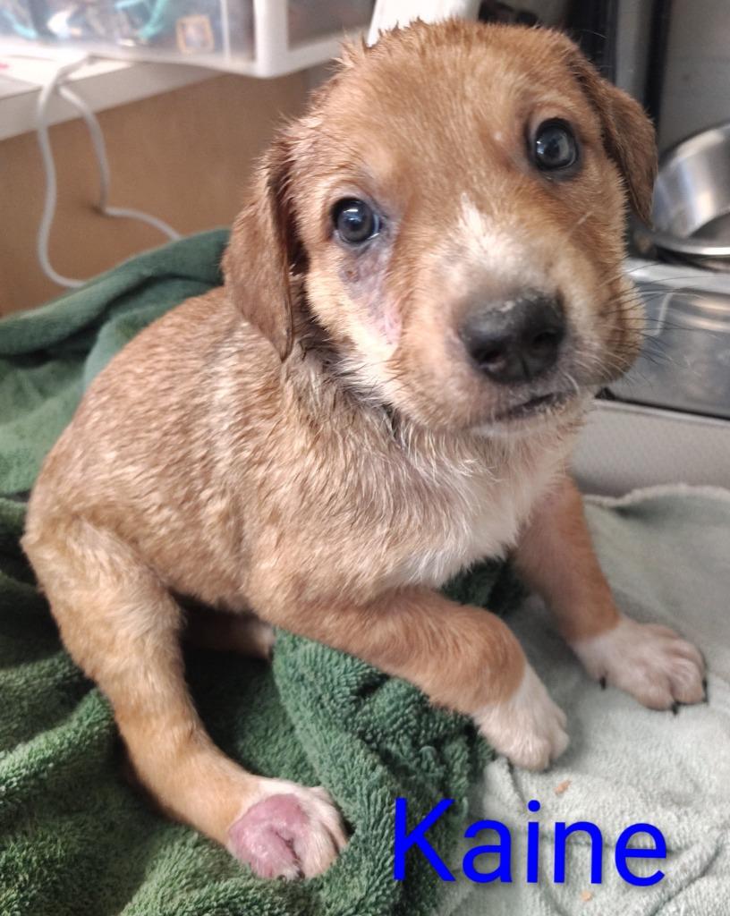 Enlarge Kaine, a Adoptable Australian Cattle Dog / Blue Heeler in Mena, AR image 2/2