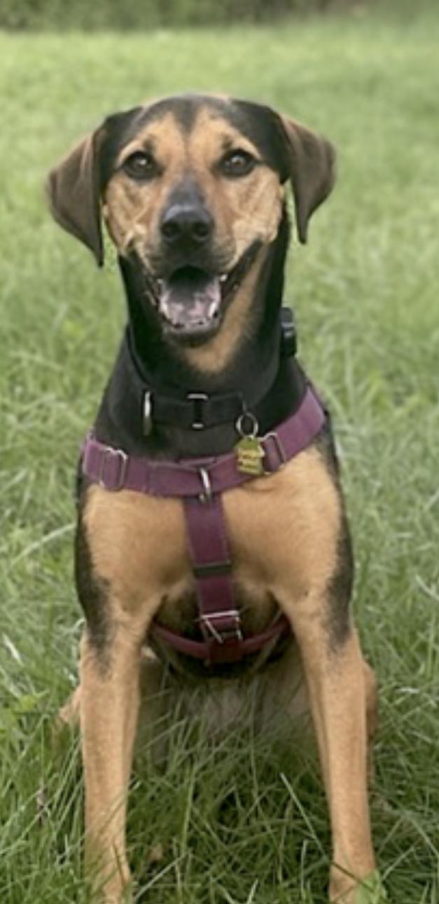 Enlarge Rey, a Adoptable mixed breed in Medford, MA image 5/6