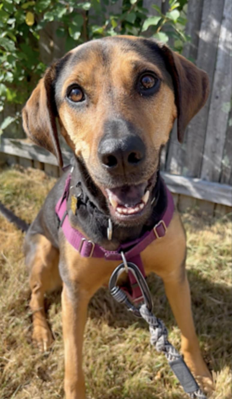 Enlarge Rey, a Adoptable mixed breed in Medford, MA image 2/6