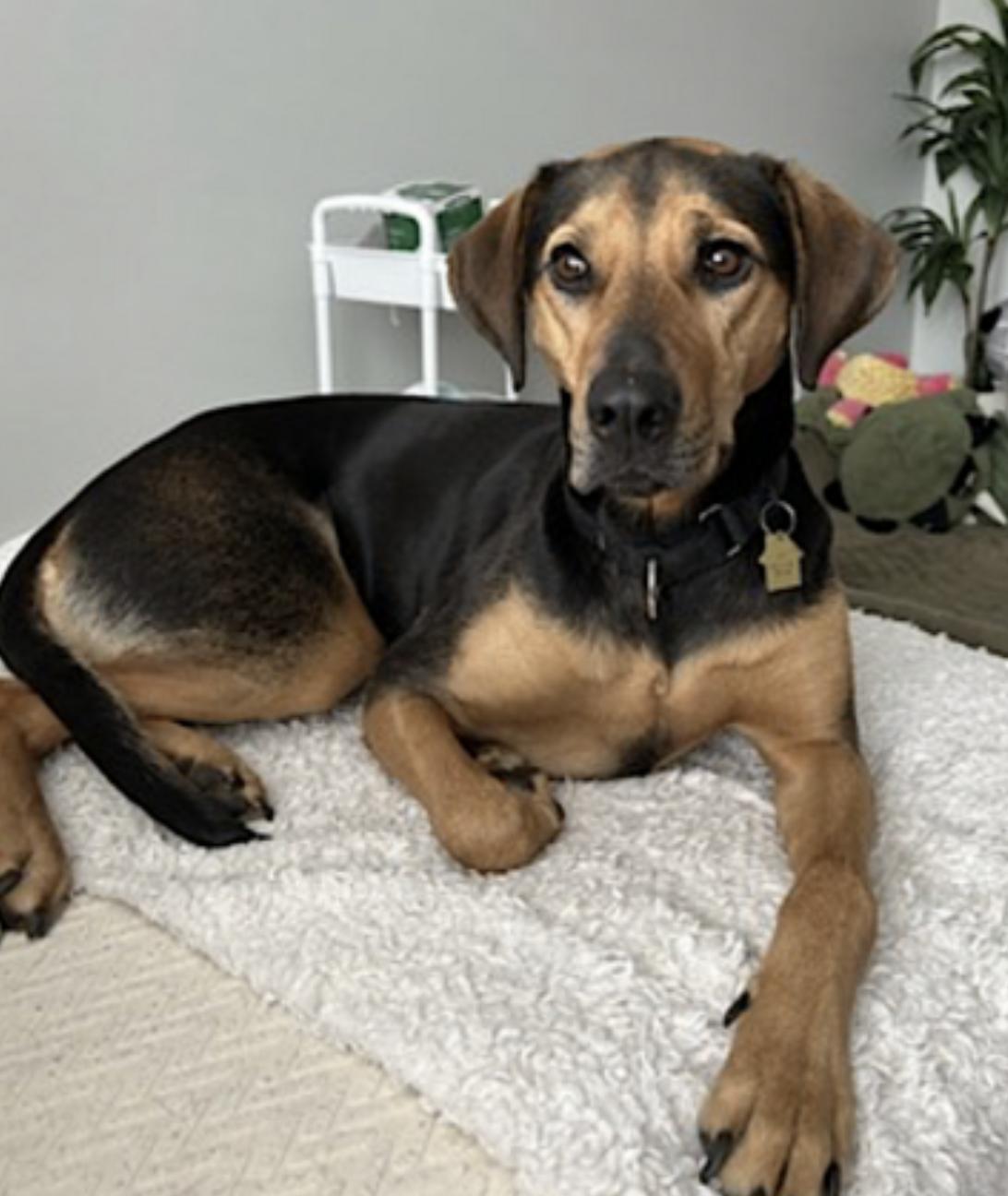 Enlarge Rey, a Adoptable mixed breed in Medford, MA image 3/6
