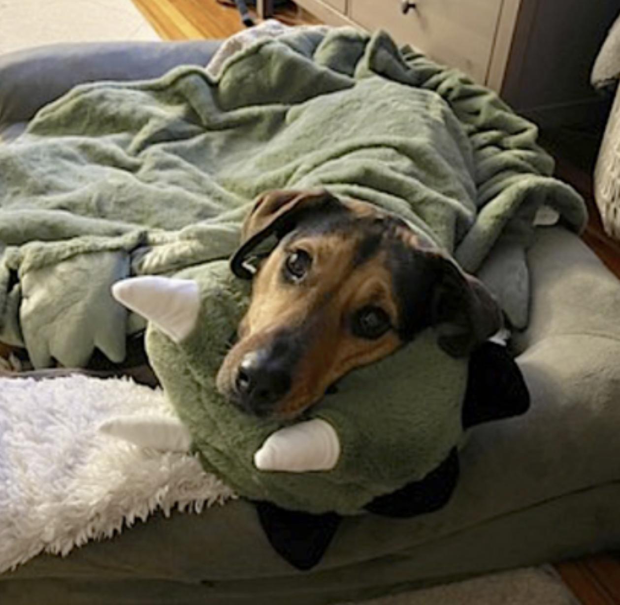 Enlarge Rey, a Adoptable mixed breed in Medford, MA image 4/6