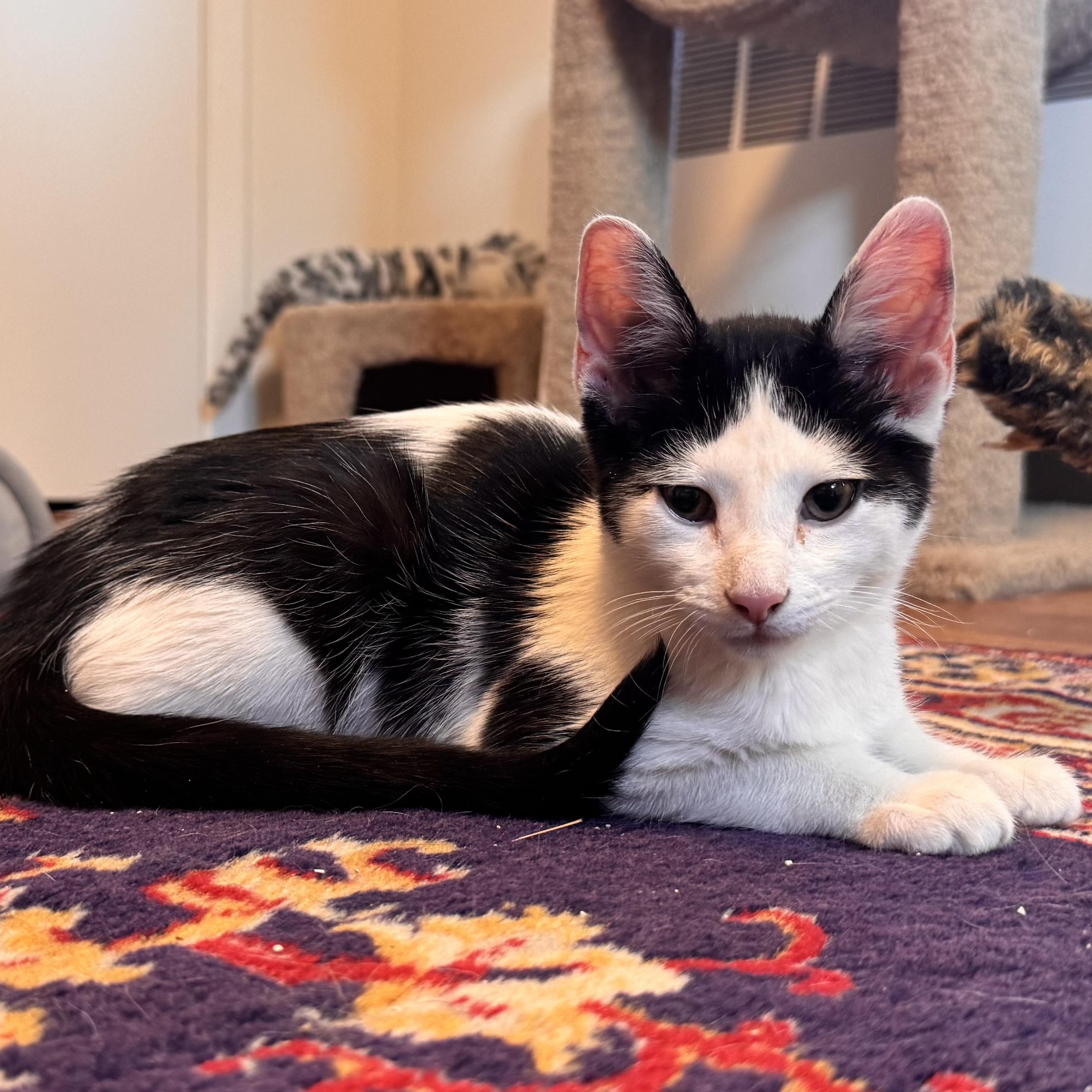 Enlarge Gizmo , an adopted Domestic Short Hair in East Northport, NY image 3/5