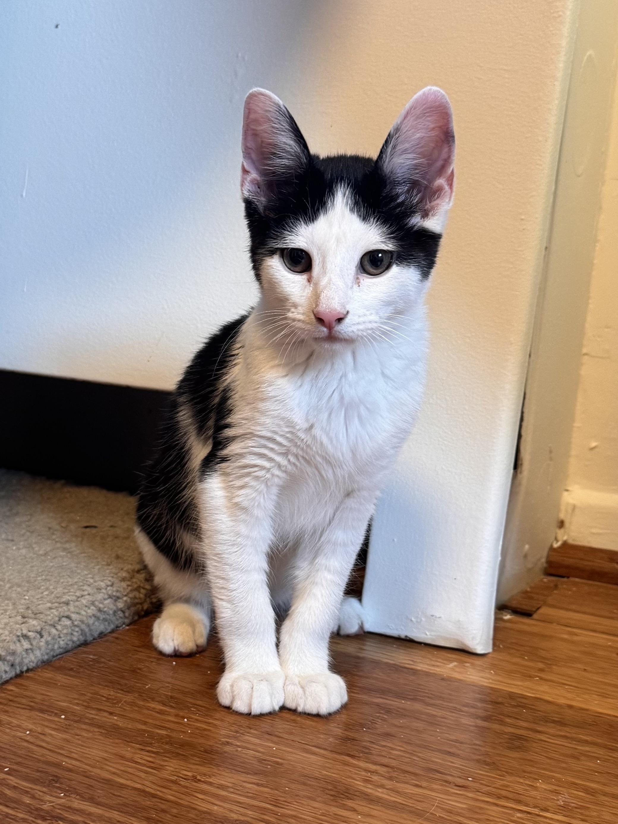 Enlarge Gizmo , an adopted Domestic Short Hair in East Northport, NY image 2/5