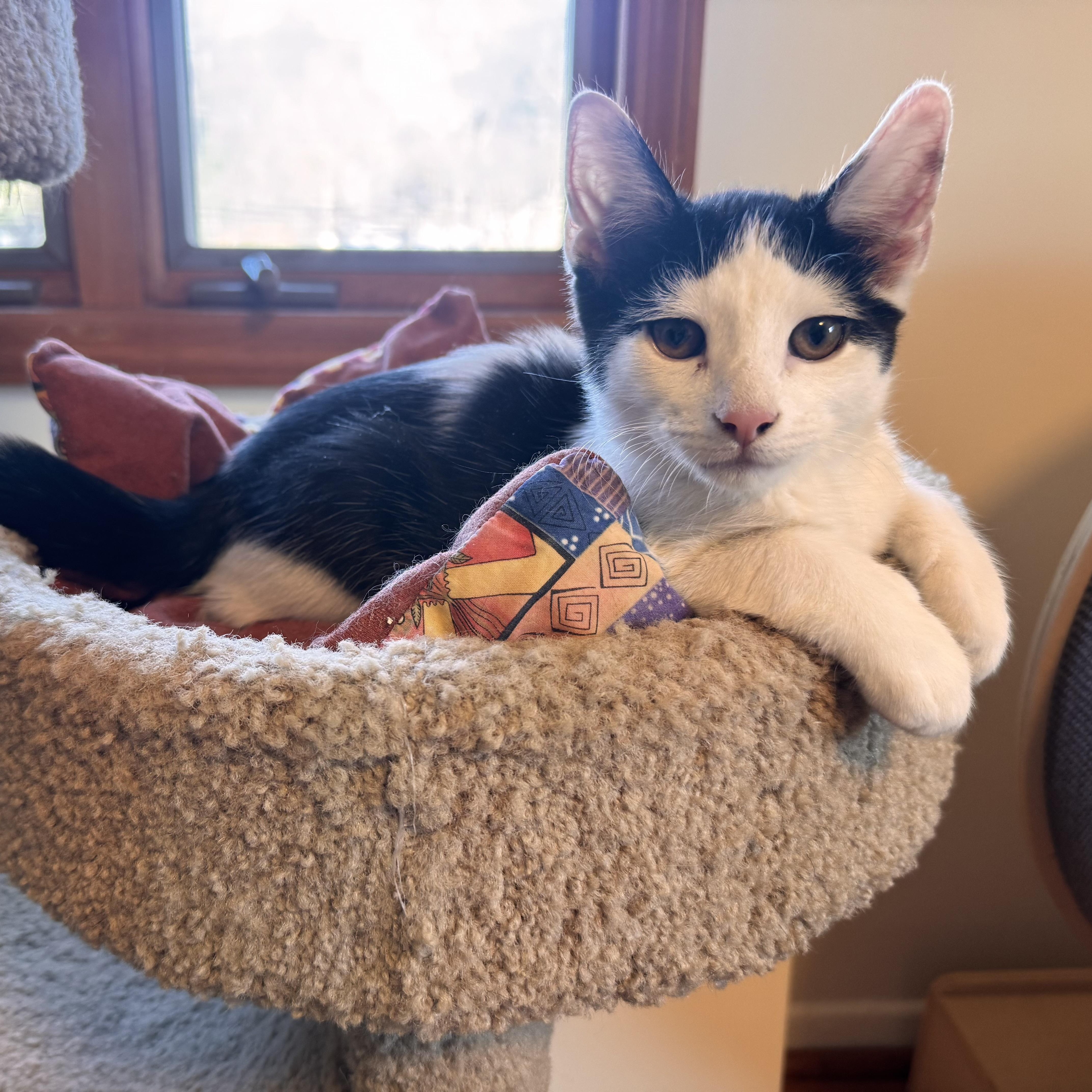 Enlarge Gizmo , an adopted Domestic Short Hair in East Northport, NY image 5/5
