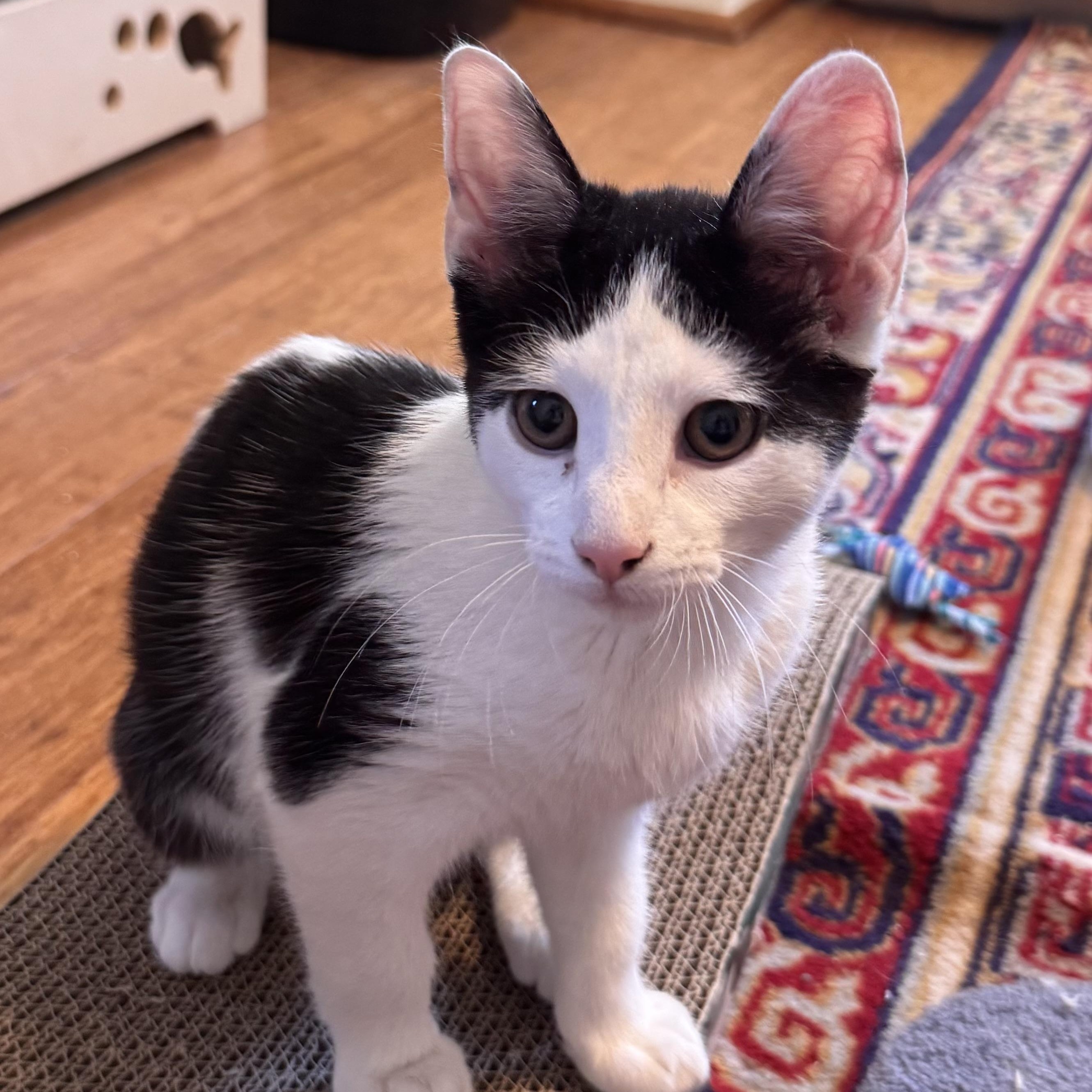 Enlarge Gizmo , an adopted Domestic Short Hair in East Northport, NY image 4/5