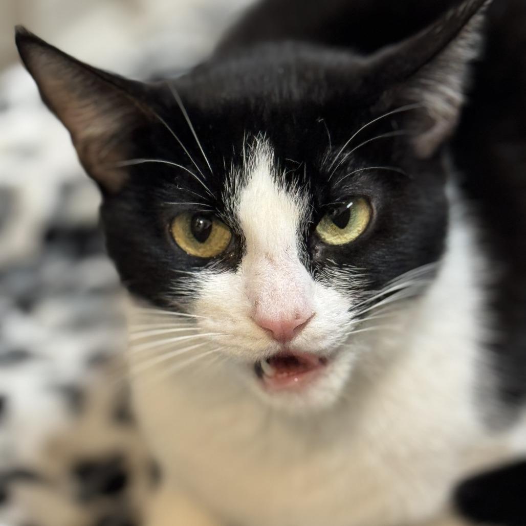 Frannie, Adoptable, Adult Female Domestic Short Hair.
