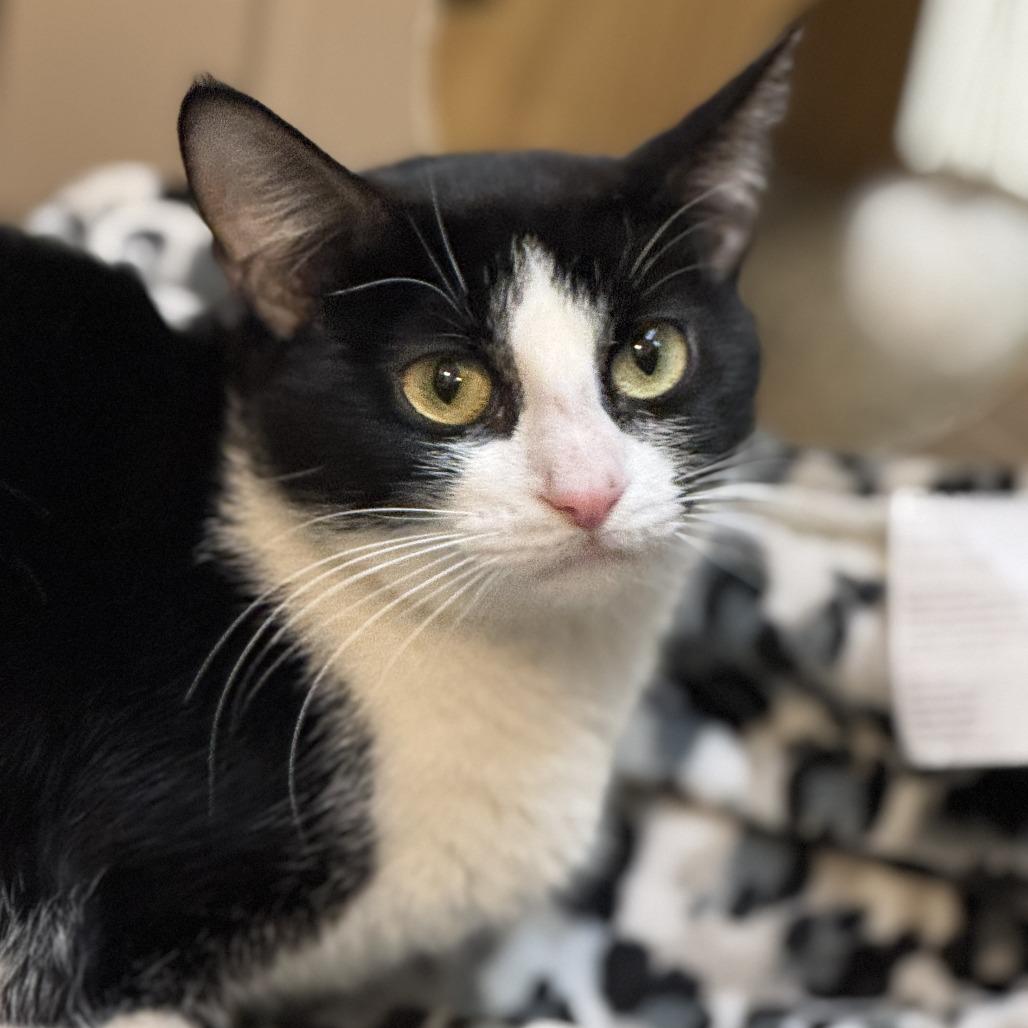 Frannie, a Adoptable Domestic Short Hair in Las Vegas, NV image 2/6