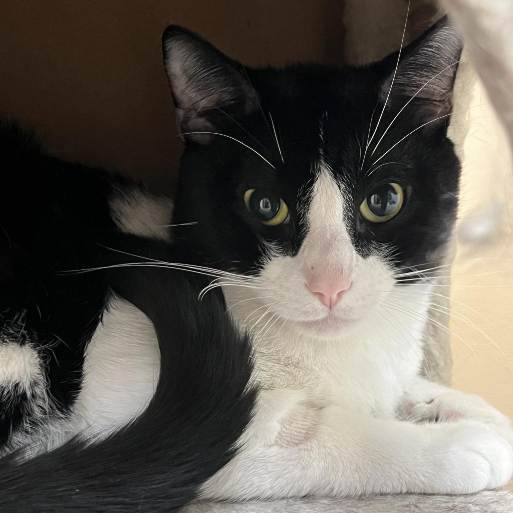 Frannie, a Adoptable Domestic Short Hair in Las Vegas, NV image 3/6