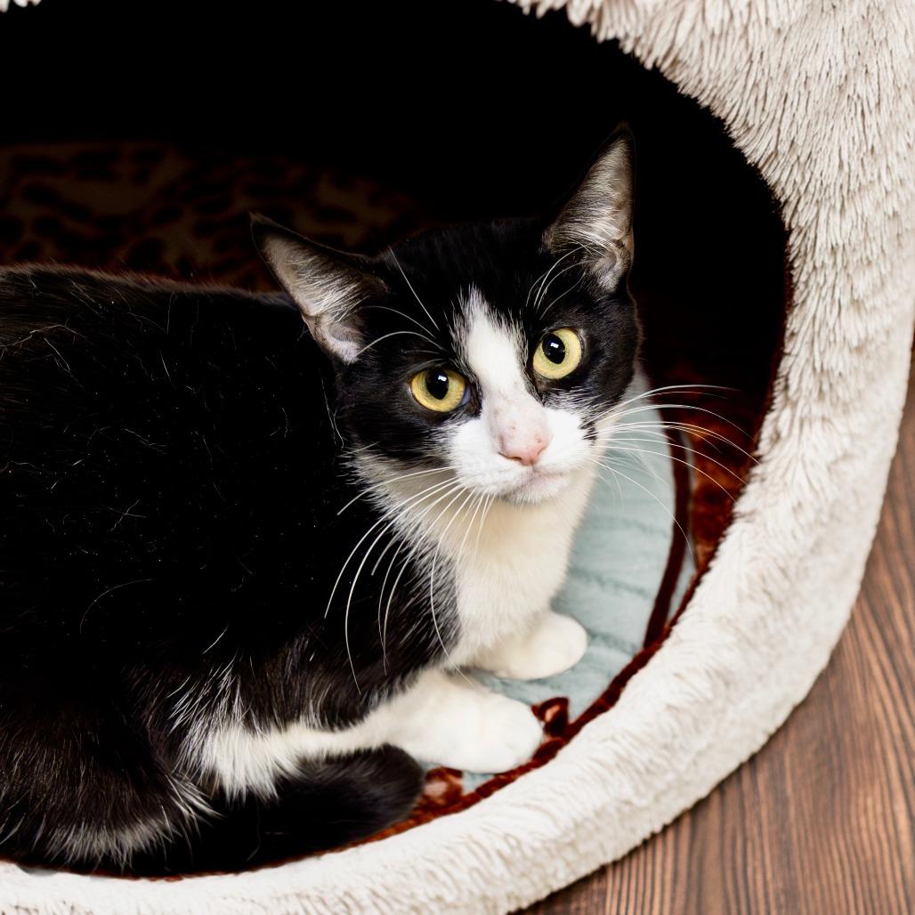 Frannie, a Adoptable Domestic Short Hair in Las Vegas, NV image 5/6