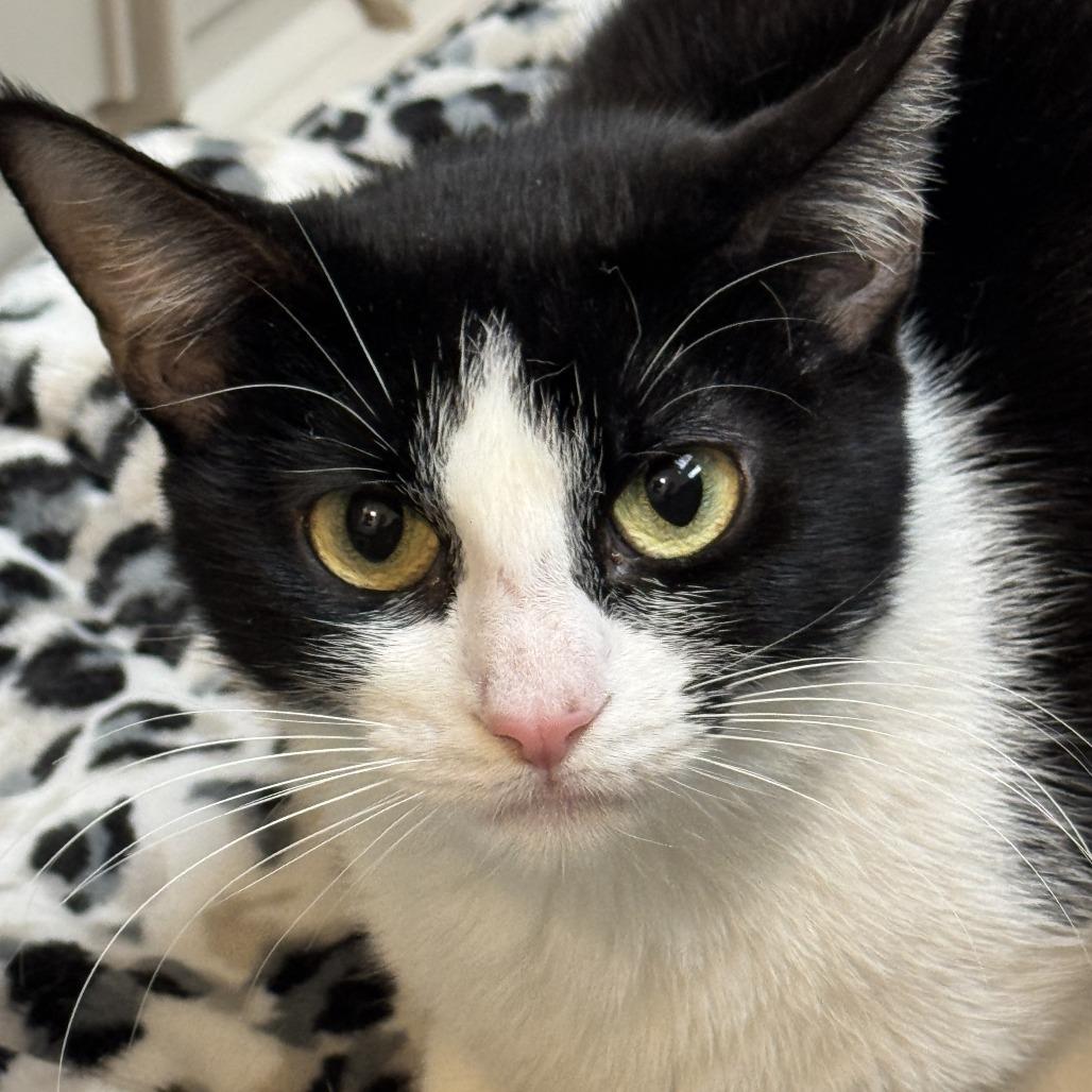 Frannie, a Adoptable Domestic Short Hair in Las Vegas, NV image 6/6