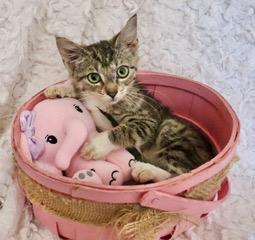 Enlarge Tillie, a Adoptable mixed breed in Saint Augustine, FL image 2/6