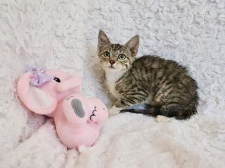 Enlarge Tillie, a Adoptable mixed breed in Saint Augustine, FL image 3/6