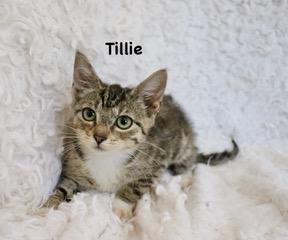 Tillie, Adoptable, Young Female Exotic Shorthair & Tabby.